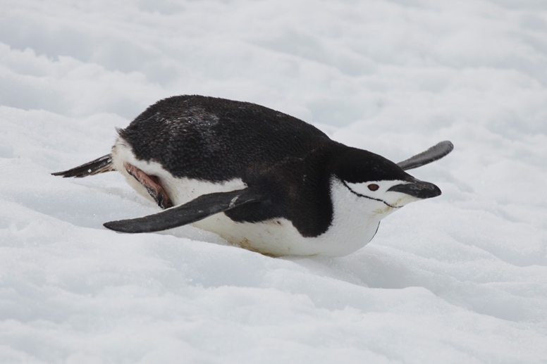 penguin